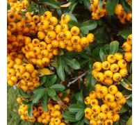 2 x buisson ardent - pyracantha 'teton' - 30-40 cm pot