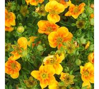 2 x Buisson de doigts - Potentilla fruticosa 'Mango Tango' - 25-30 cm en conteneur