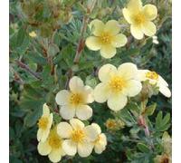 2 x Buisson de doigts - Potentilla fruticosa 'Moonlight' - 25-30 cm en conteneur