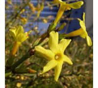 2 x Cependant Jasmin d'hiver - Jasminum Nudiflorum - 50-60 cm en conteneur