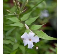 2 x Cependant Winter-Jasmin - Jasminum Officinale - 50-60 cm en conteneur