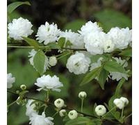 2 x cerisier à fleur - prunus glandulosa 'alba plena' - 30-40 cm pot