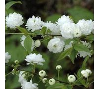 2 x Cerisier des steppes - Prunus glandulosa 'Alba Plena' - 30-40 cm en conteneur