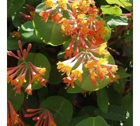 2 x chèvrefeuille grimpant - lonicera heckrottii 'gold flame' - 50-60 cm pot
