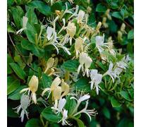 2 x Chèvrefeuille jaune - Lonicera Japonica 'Halliana' - 50-60 cm en conteneur