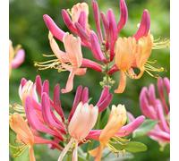 2 x chèvrefeuille - lonicera heckrottii 'american beauty' - 50-60 cm pot