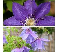 2 x Clematis grimpantes : Clematis The President et Alpina - Bleues, vivaces et rustiques 2 pots de 1,5 litre
