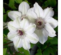 2 x clématite - clematis 'miss bateman' - 50-60 cm pot