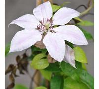2 x clématite - clematis 'nelly moser' - 50-60 cm pot