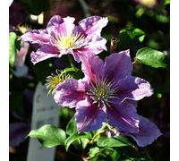 2 x clématite - clematis 'piilu' - 50-60 cm pot