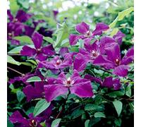 2 x clématite - clematis 'polish spirit' - 50-60 cm pot