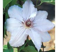 2 x clématite - clematis 'snow queen' - 50-60 cm pot