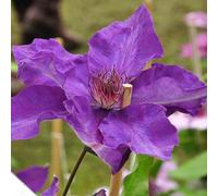 2 x clématite - clematis 'the president' - 50-60 cm pot