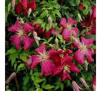 2 x clématite des montagnes - clematis 'madame jules correvon' - 50-60 cm pot
