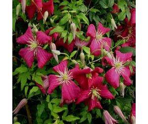 2 x clématite des montagnes - clematis 'madame jules correvon' - 50-60 cm pot