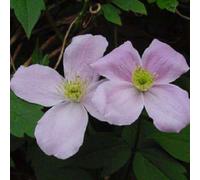 2 x clématite des montagnes - clematis montana 'fragrant spring' - 50-60 cm pot