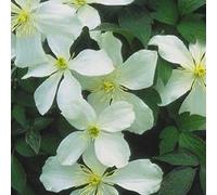 2 x clématite des montagnes - clematis montana 'grandiflora' - 50-60 cm pot