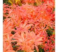2 x cloches d'ombre - Pieris 'Forest Flame' - 20-30 cm en conteneur