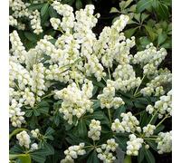 2 x Cloches d'ombre - Pieris Japonica 'Debutante' - 20-30 cm en conteneur
