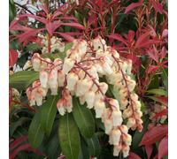 2 x cloches d'ombre - Pieris Japonica 'Mountain Fire' - 20-30 cm en conteneur