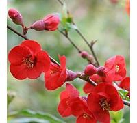 2 x cognassier du japon - chaenomeles superba 'fire dance' - 30-40 cm pot