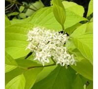 2 x cornouiller blanc - cornus alba 'aurea' - 60-80 cm pot