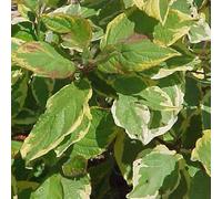 2 x cornouiller blanc - cornus alba 'gouchaultii' - 60-80 cm pot