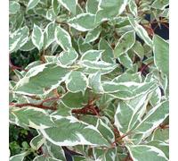 2 x cornouiller blanc ® - cornus alba 'ivory halo' - 40-60 cm pot
