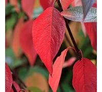 2 x cornouiller blanc - cornus alba 'kesselringii' - 60-80 cm pot