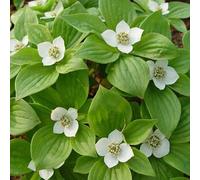 2 x cornouiller blanc - cornus alba 'sibirica' - 60-80 cm pot