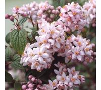 2 x deutzie hybride - deutzia hybrida 'mont rose' - 40-60 cm pot