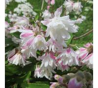 2 x deutzie rude - deutzia scabra 'codsall pink' - 40-60 cm pot