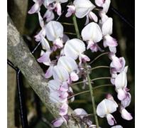2 x Edelblauregen - Wisteria Floribunda 'Honbeni' (= 'Rosea') - 50-60 cm en conteneur
