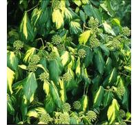 2 x Efeu du Caucase - Hedera Colchica 'Sulphur Heart' - 50-60 cm en conteneur