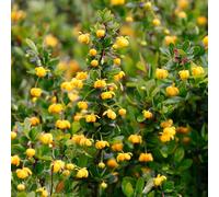 2 x épine-vinette - berberis buxifolia 'nana' - 20-25 cm pot