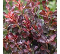 2 x Épine-vinette - Berberis thunbergii 'Atropurpurea Nana' - 20-25 cm en conteneur