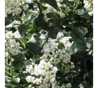 2 x escallonia 'iveyi' - 30-40 cm pot