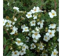 2 x Fingerstrauch - Potentilla Fruticosa 'Abbotswood' - 25-30 cm en conteneur