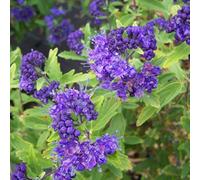 2 x Fleur de barbu - Caryopteris clandonensis - 40-50 cm en conteneur
