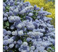 2 x Fleur de sac - Ceanothus 'Gloire De Versailles' - 40-50 cm en conteneur