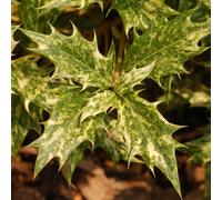 2 x Fleur odorante à feuilles épineuses - Osmanthus Heterophyllus - 30-40 cm en conteneur