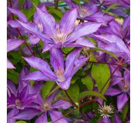 2 x Forest Vine - Clematis 'Bagatelle'( =Dorothy Walton) - 50-60 cm en conteneur