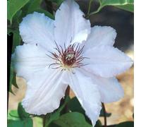 2 x Forest Vine - Clematis 'Snow Queen' - 50-60 cm en conteneur