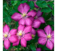2 x Forest Vine - Clematis 'Ville De Lyon' - 50-60 cm en conteneur