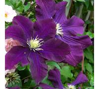 2 x Forest Vine - Clematis 'Warszawska Nike' - 50-60 cm en conteneur