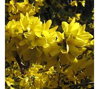2 x Forsythia Intermedia 'Spectabilis'- Mimosa de Paris 'Spectabilis' 50-60 cm en conteneur