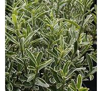 2 x Fusain du Japon - Euonymus japonicus microphyllus - 20-30 cm en conteneur
