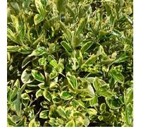 2 x fusain du japon - euonymus japonicus 'susan' - 20-30 cm pot