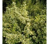 2 x fusain 'n gold' - euonymus fortunei 'emerald 'n gold' - 20-25 cm pot