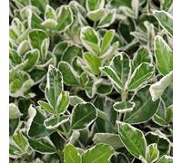 2 x fuseau japonais - Euonymus japonicus 'Kathy' - 20-30 cm en conteneur